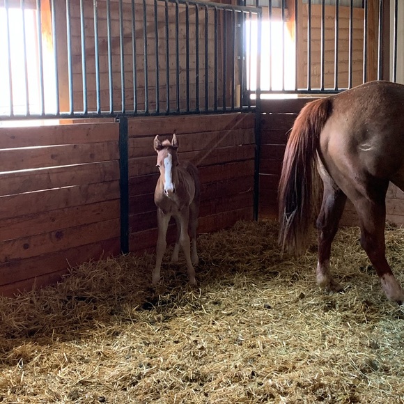 Meet your Posher, Romy - Picture 2 of 8